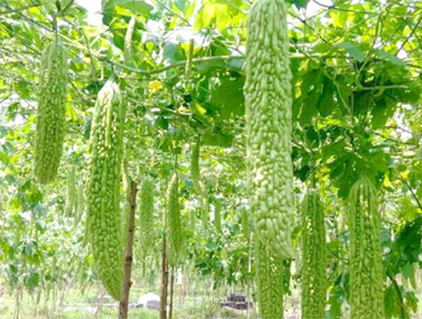 种植养殖基地